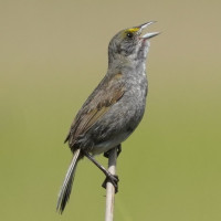 Seaside Sparrow